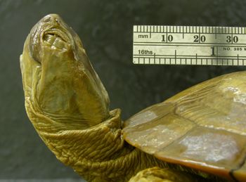 Media type: image; Herpetology R-34134